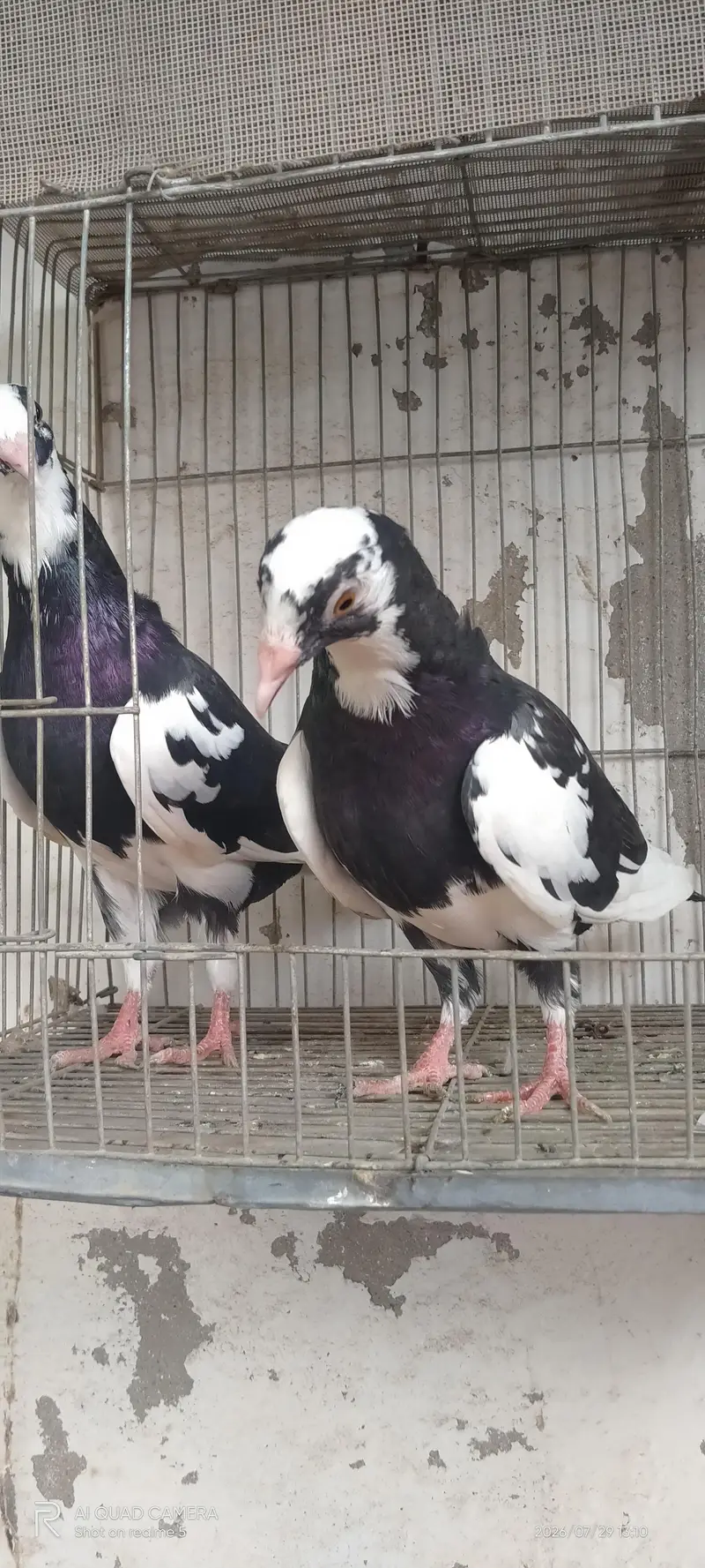 mukhi 1200 — photo 11