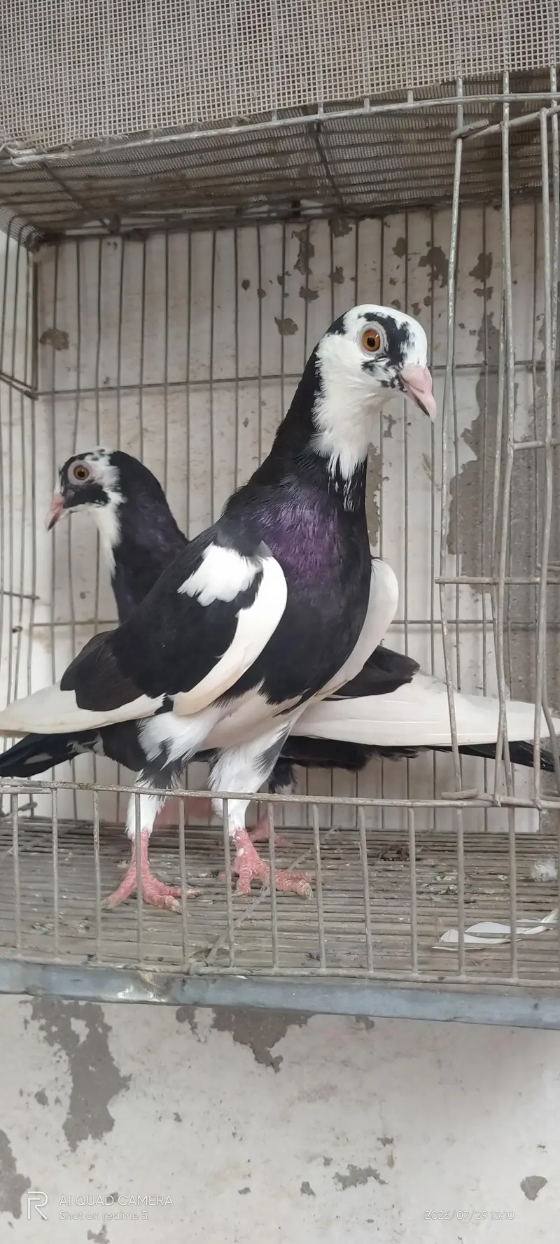 mukhi 1200 — photo 12