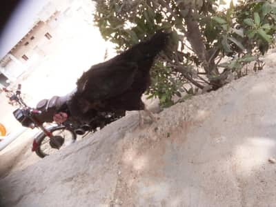  black aseel