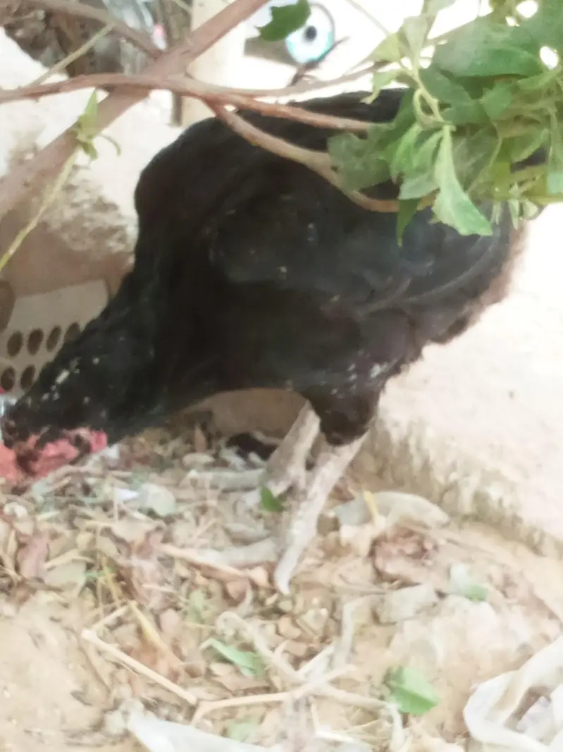  black aseel — photo 2