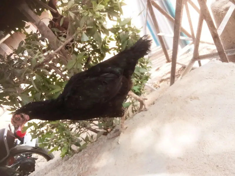  black aseel — photo 3