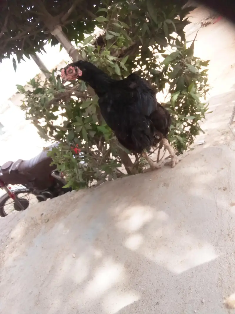  black aseel — photo 5