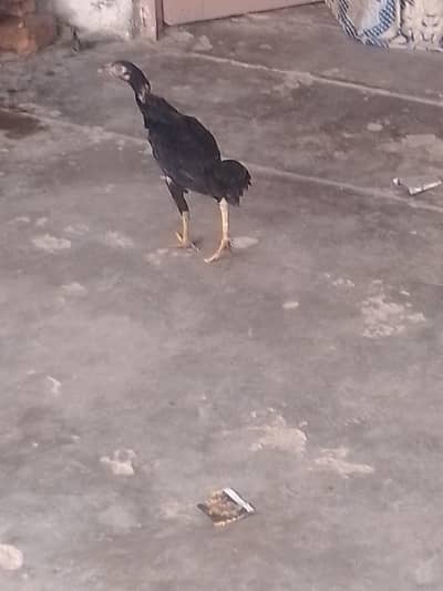 mery pas aseel chick's or murgiya h