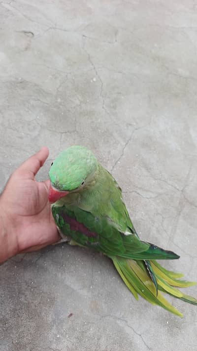 raw parrot for sale