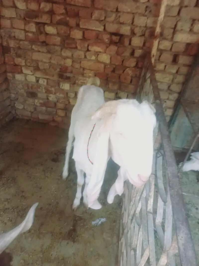 gulabi nasal — photo 2