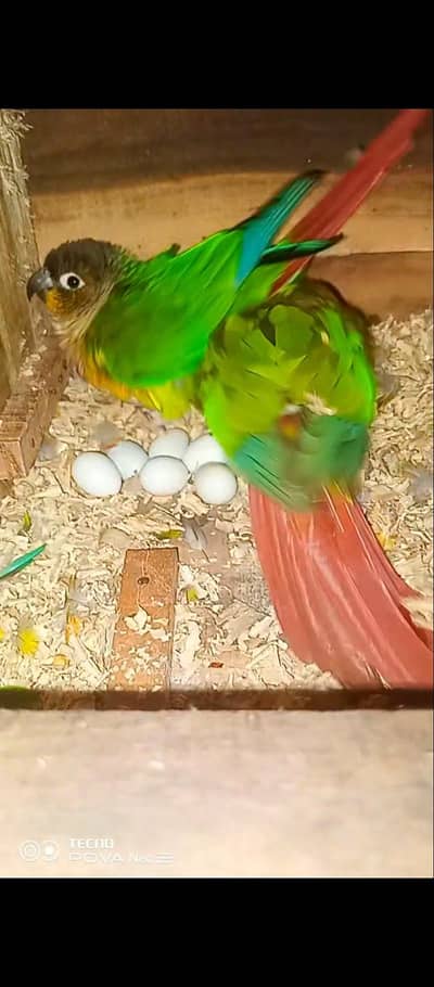 Pineapple conure pair confirm breeder pair history available video