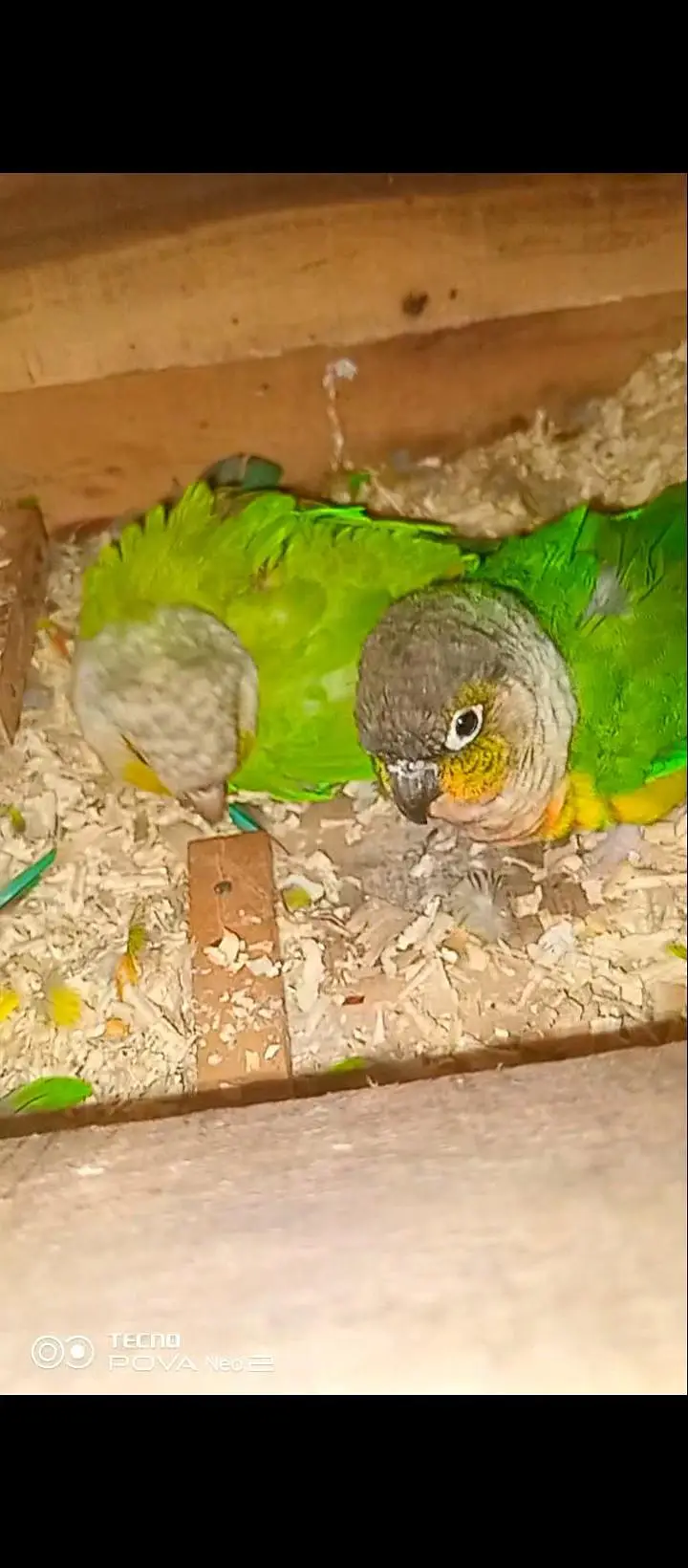Pineapple conure pair confirm breeder pair history available video — photo 2