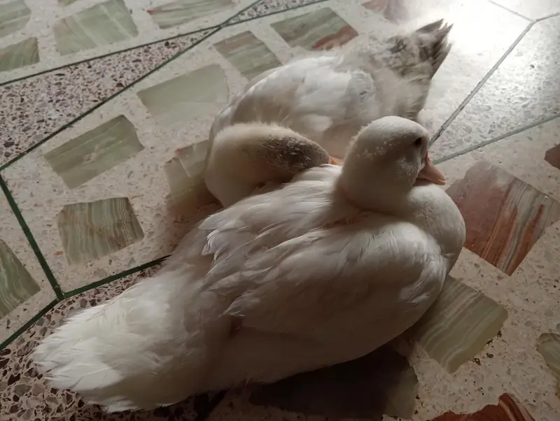 Duck chicks 1 month old