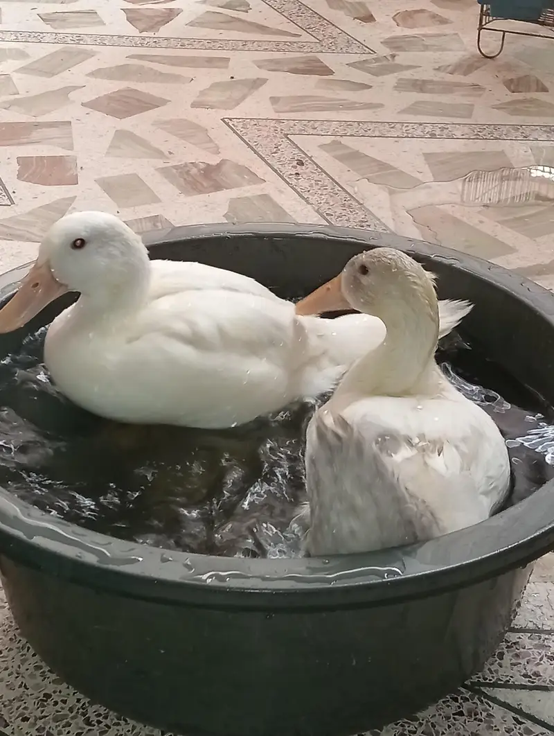 Duck chicks 1 month old — photo 2