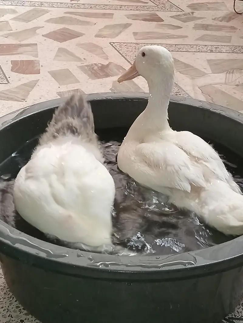 Duck chicks 1 month old — photo 4