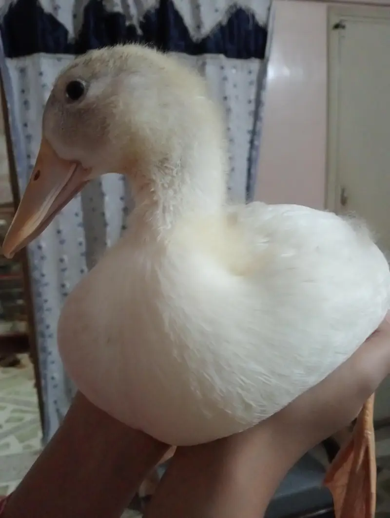 Duck chicks 1 month old — photo 5