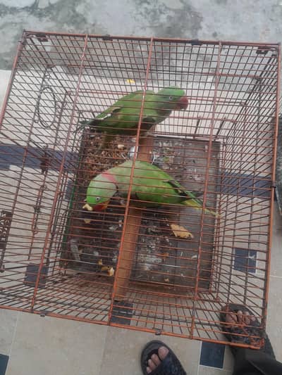 Indian red neck raw parrot