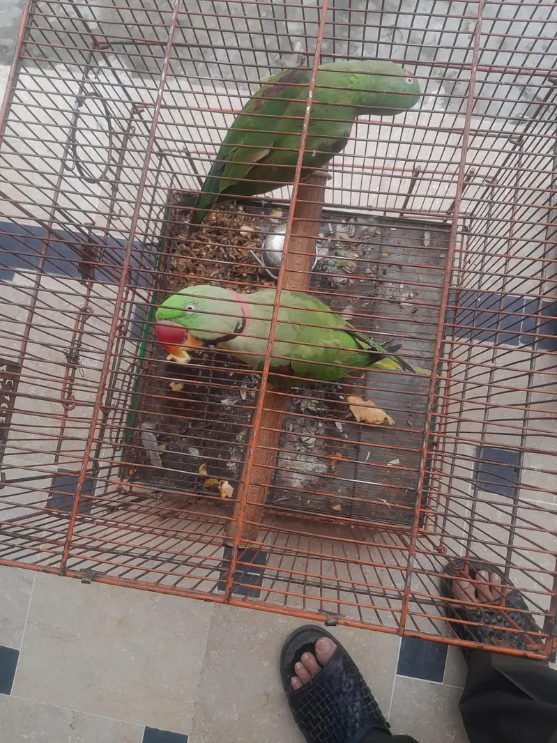 Indian red neck raw parrot — photo 2