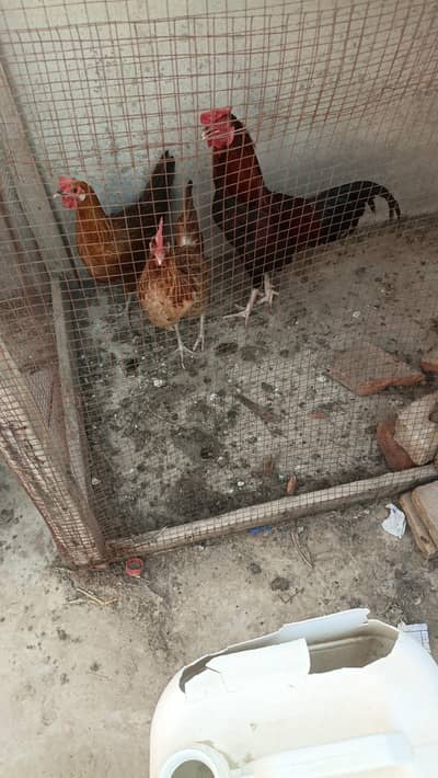 Urgent for sale one male and two females