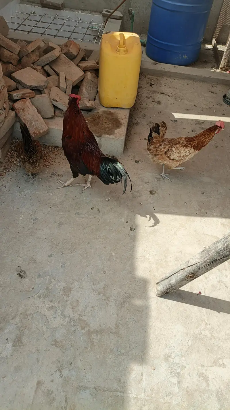 Urgent for sale one male and two females — photo 2