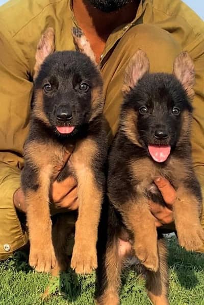 German Shepherd Male and female for sale available