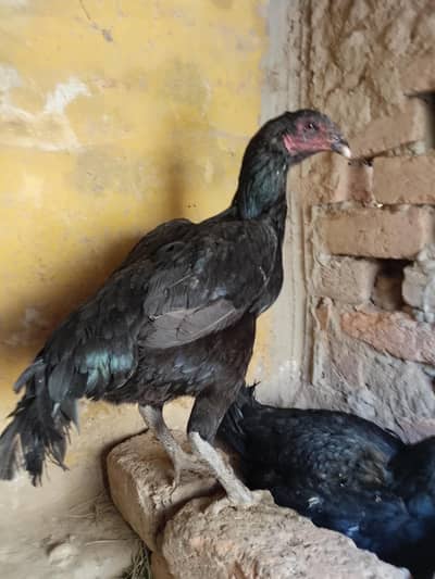 Black Dragon aseel chick for sale and with mother