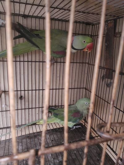 breder pair raw kshmiri mail tail flaing all ok