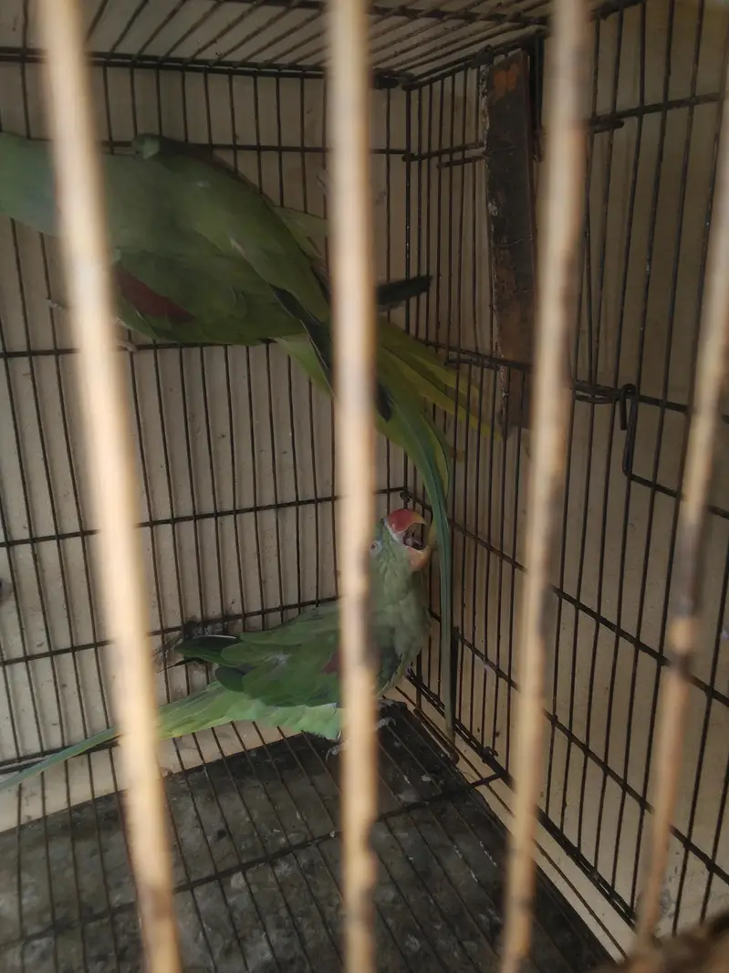 breder pair raw kshmiri mail tail flaing all ok — photo 2
