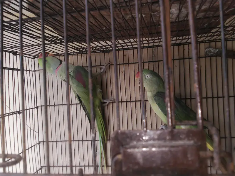 breder pair raw kshmiri mail tail flaing all ok — photo 3