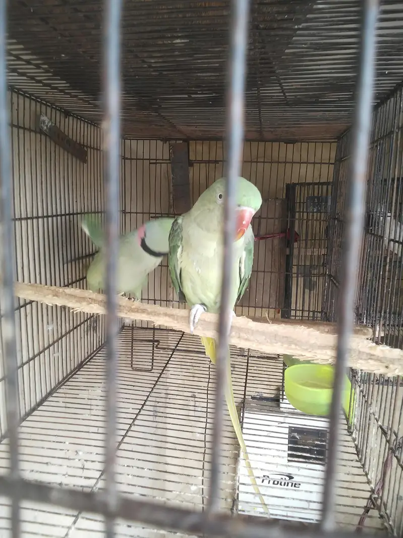 breder pair raw kshmiri mail tail flaing all ok — photo 4