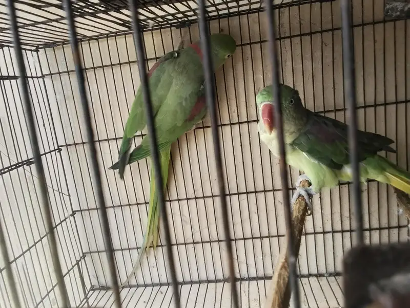 breder pair raw kshmiri mail tail flaing all ok — photo 5