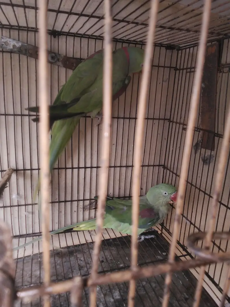 breder pair raw kshmiri mail tail flaing all ok — photo 7