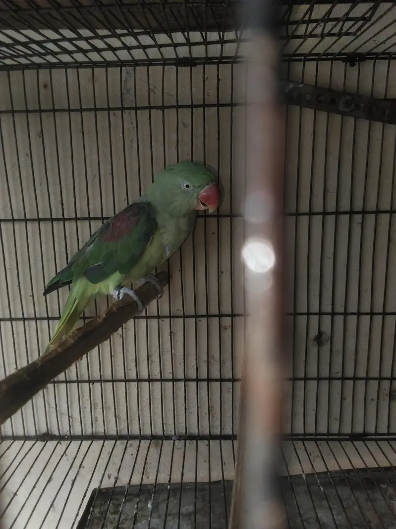 breder pair raw kshmiri mail tail flaing all ok — photo 8