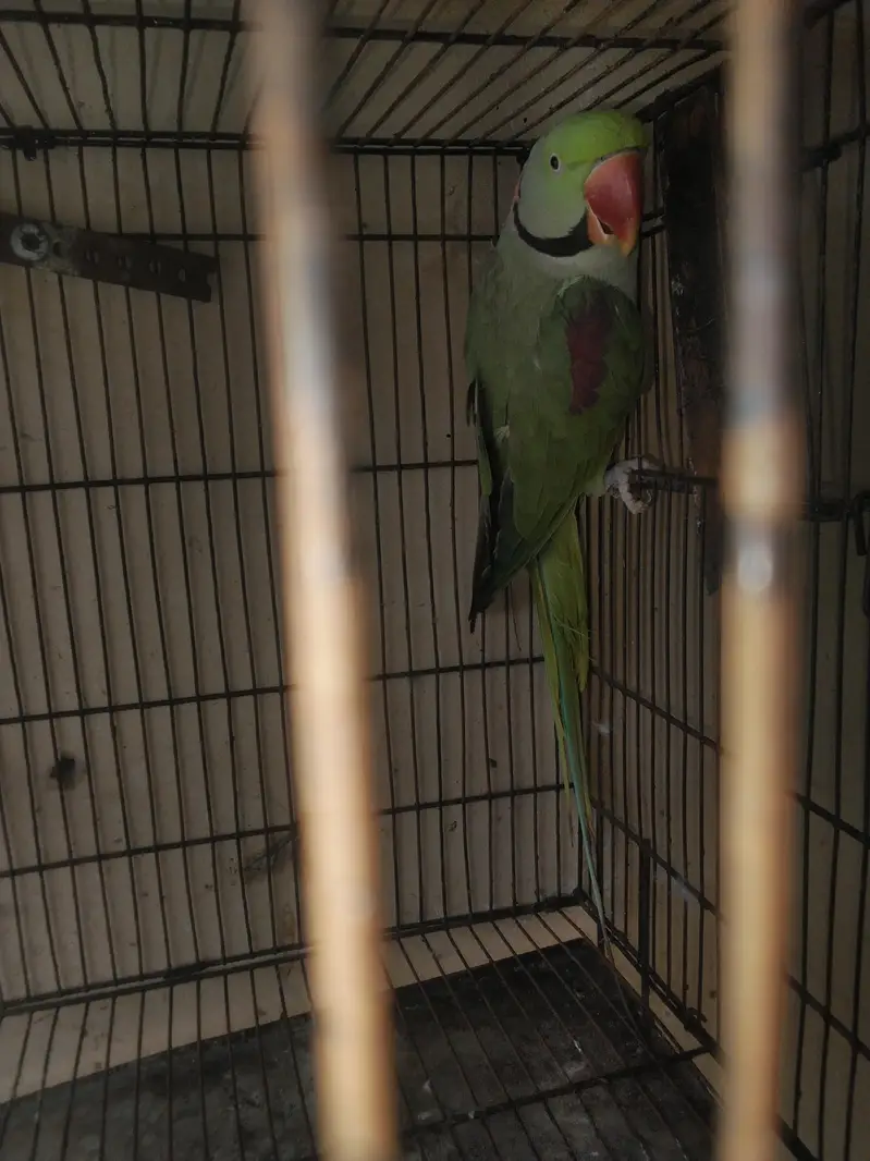 breder pair raw kshmiri mail tail flaing all ok — photo 9