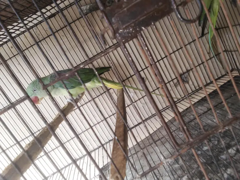 breder pair raw kshmiri mail tail flaing all ok — photo 10