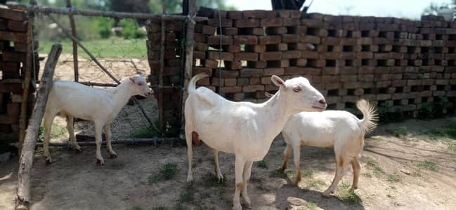 khoobsurat 2 goats with 2 male plus guban