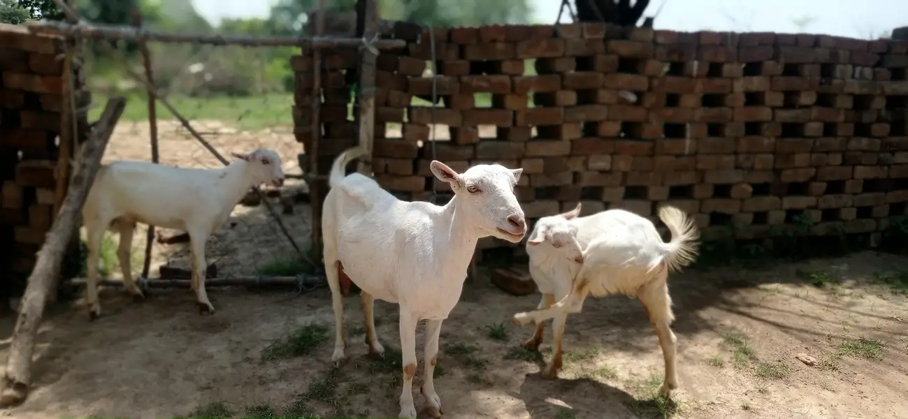 khoobsurat 2 goats with 2 male plus guban — photo 2