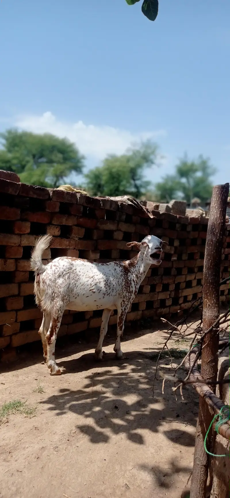 khoobsurat 2 goats with 2 male plus guban — photo 3
