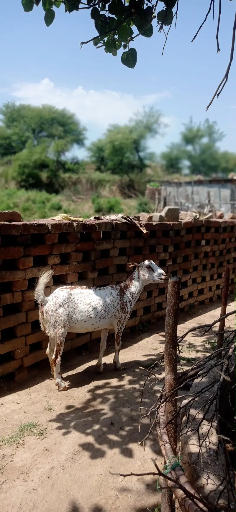 khoobsurat 2 goats with 2 male plus guban — photo 4