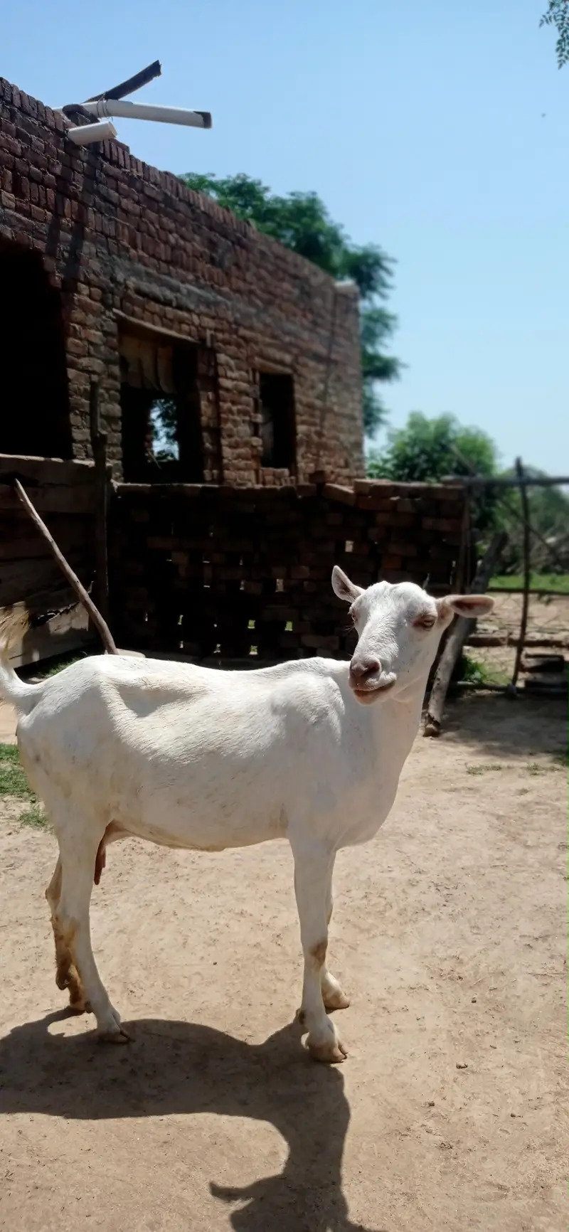 khoobsurat 2 goats with 2 male plus guban — photo 5