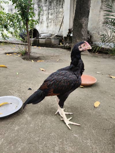 nice hen