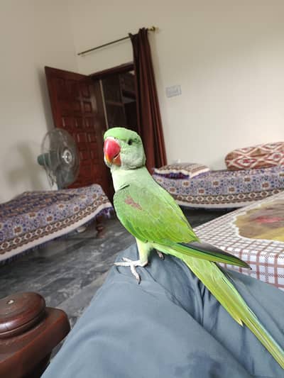 Fully Hand tame Kashmiri Raw Parrot For Sale