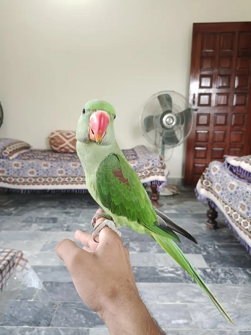 Fully Hand tame Kashmiri Raw Parrot For Sale — photo 2