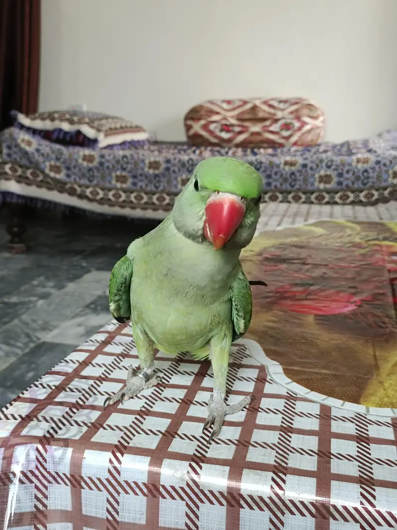 Fully Hand tame Kashmiri Raw Parrot For Sale — photo 5