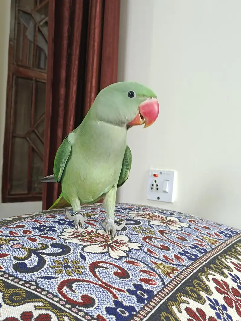 Fully Hand tame Kashmiri Raw Parrot For Sale — photo 7