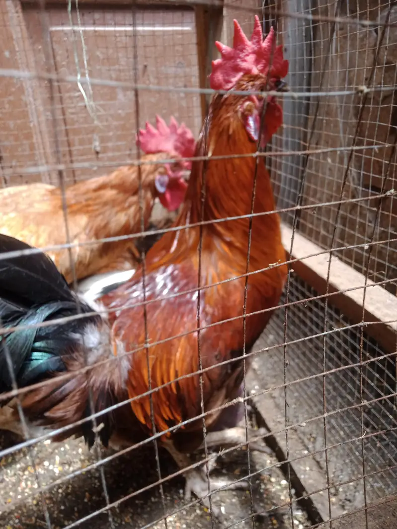 Murghay for Sale — photo 4