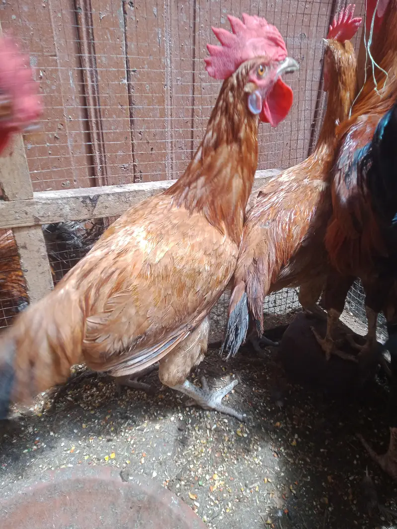 Murghay for Sale — photo 10