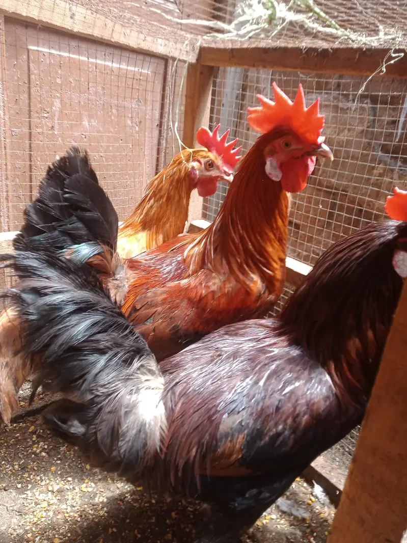 Murghay for Sale — photo 11