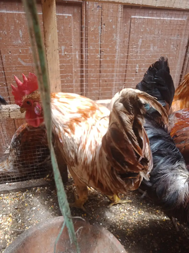 Murghay for Sale — photo 12