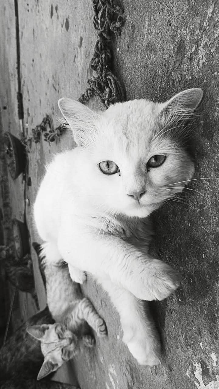 PERSIAN CAT 0