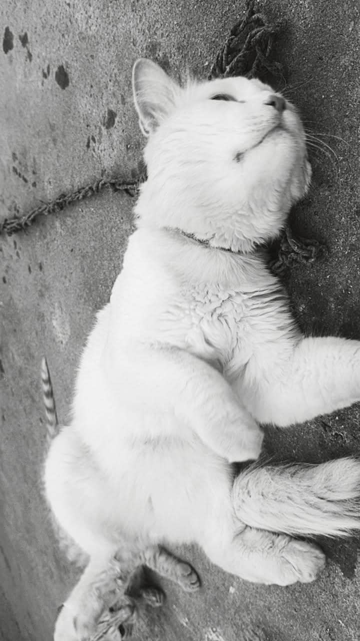 PERSIAN CAT 1