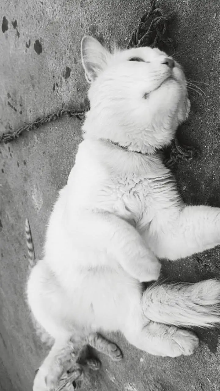 PERSIAN CAT — photo 2