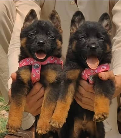 German Shepherd Dabal coat piar for sale available