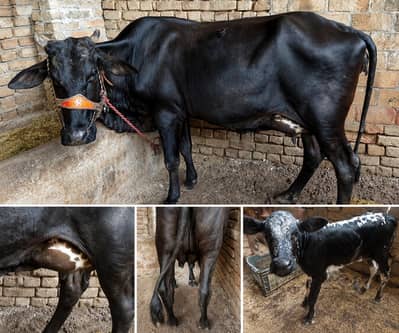 10 din ki tazi soi fure jursi cholistani cross milk 13 ltr. 03409392913
