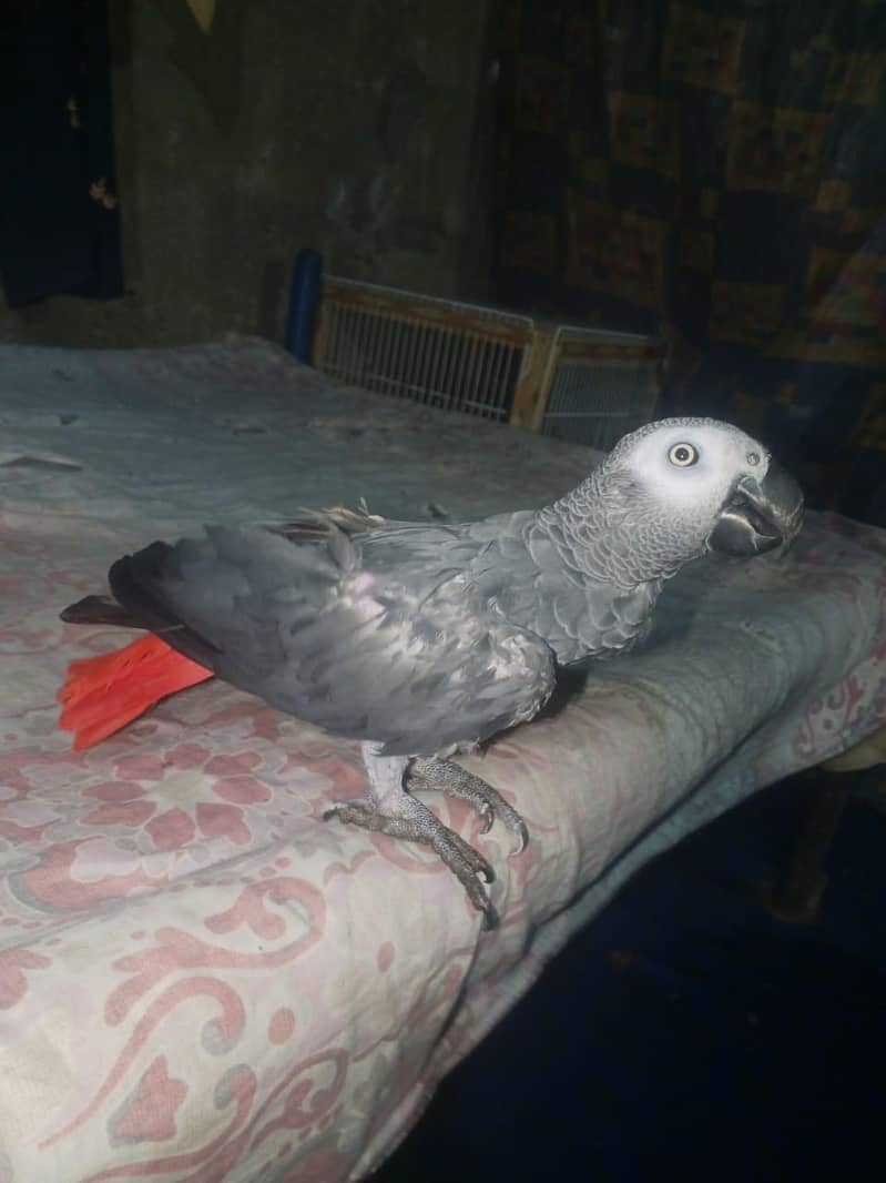 perrot 0
